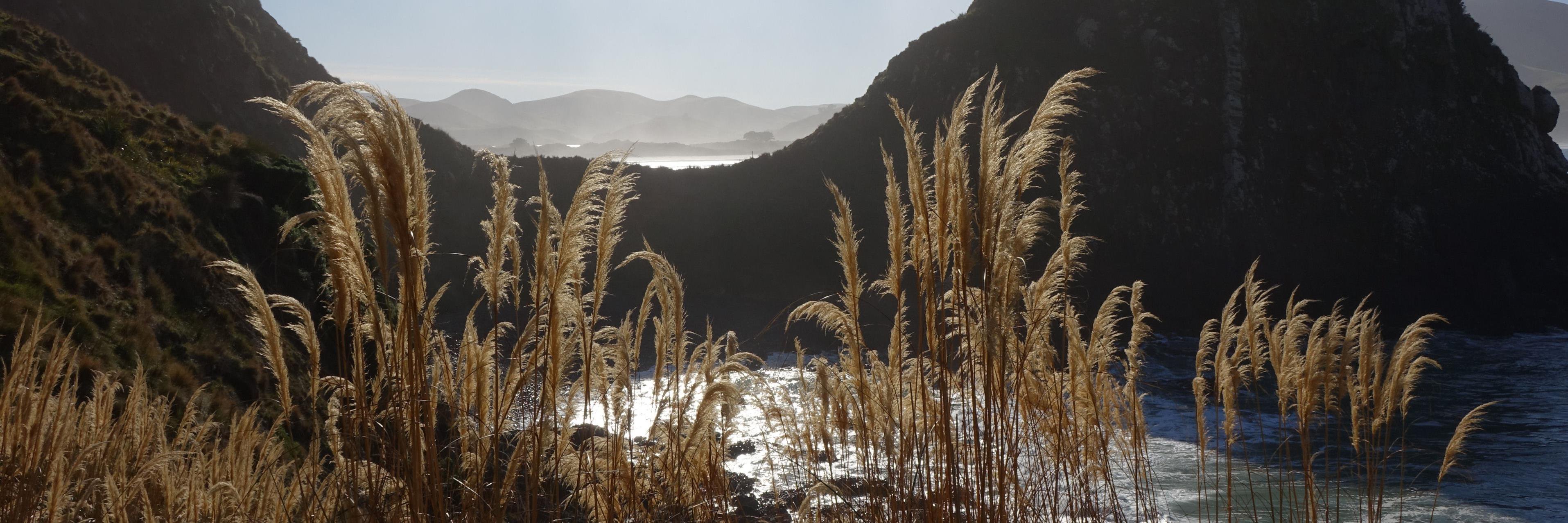 DOC Coastal Otago banner