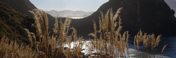 DOCcoastalotago Profile Banner