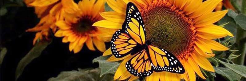 koningin_a's profile banner image