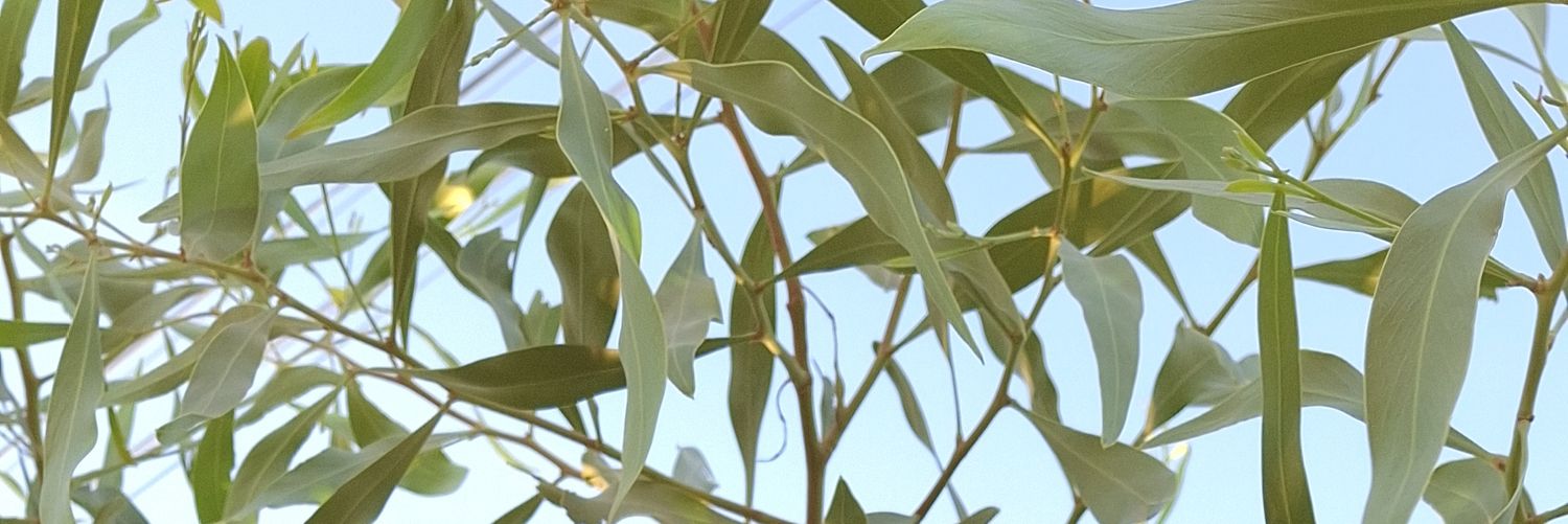 lynaticall's profile banner image