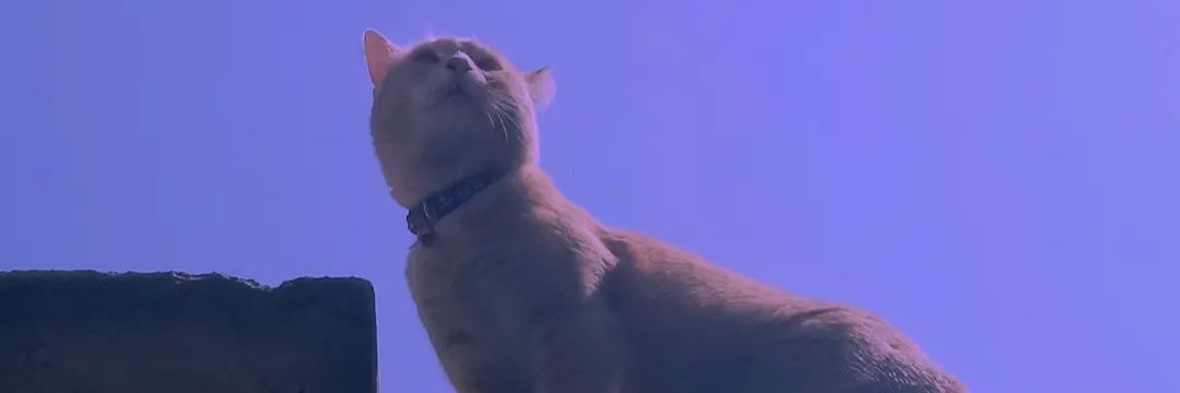 __majadera's profile banner image