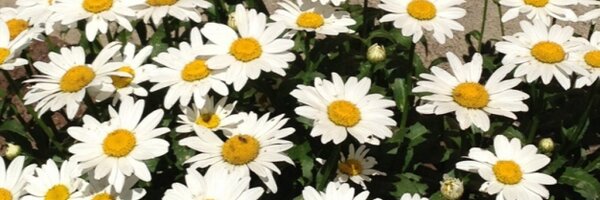 robertjascience Profile Banner