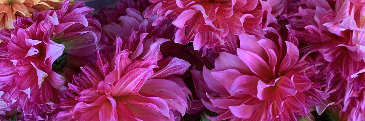 anuja_nikam's profile banner image