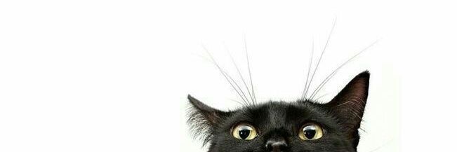 ovi 🐈‍⬛🍉 banner