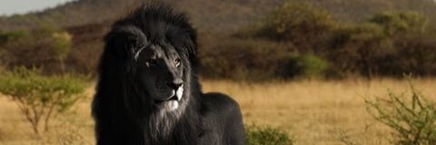 Chalie_10's profile banner image