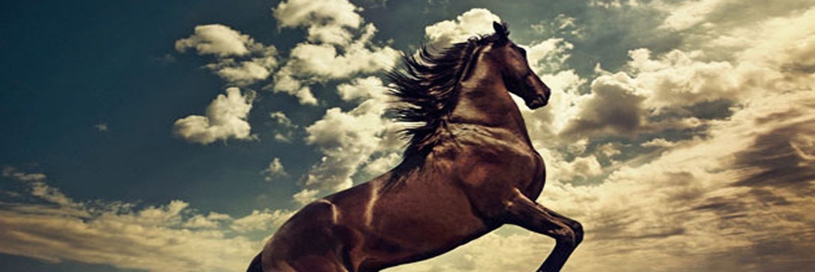 Majed1979's profile banner image