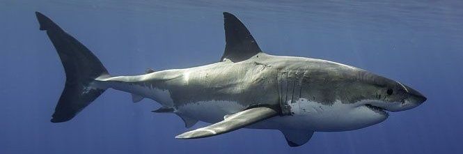 Marce Go. 🌸 banner