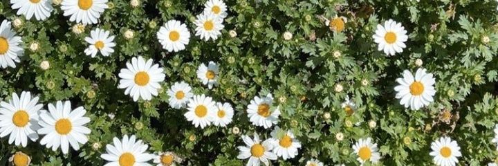 EvaAdelia's profile banner image