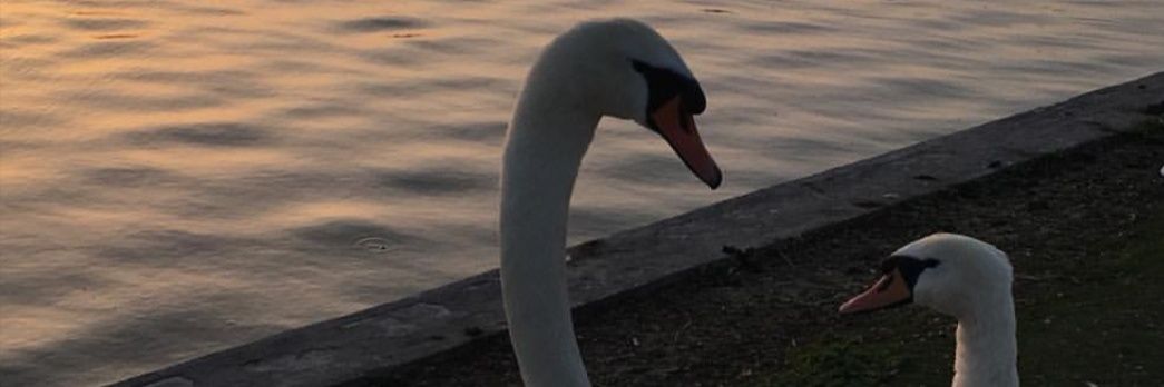 Zahra Alhamrani banner