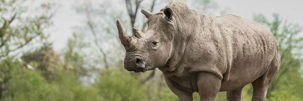 Sunitha Sarathy banner