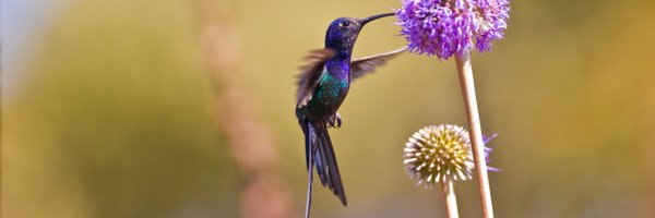 EarthCape Profile Banner