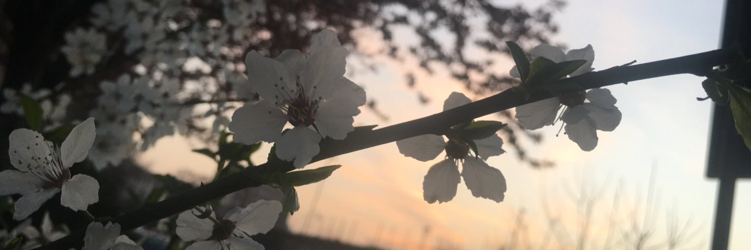 brevlou's profile banner image