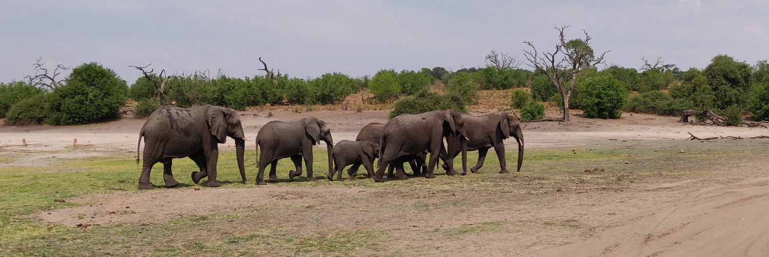 Mariken de Wit banner