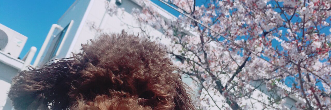 spitz1993's profile banner image