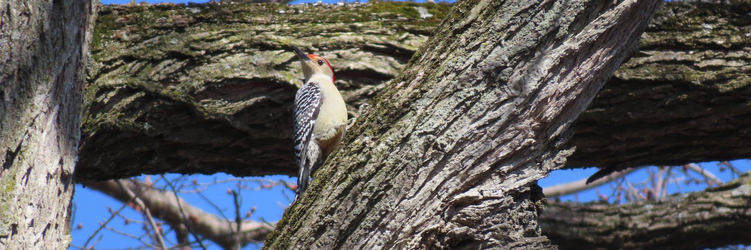 Sibbald Point PP banner
