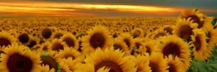 amber_martinx's profile banner image