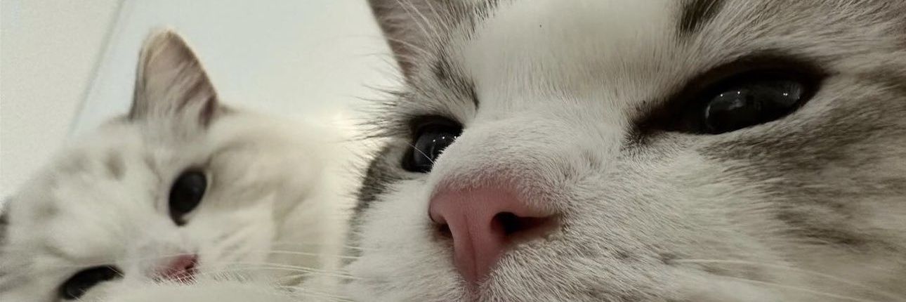 wipidipy's profile banner image