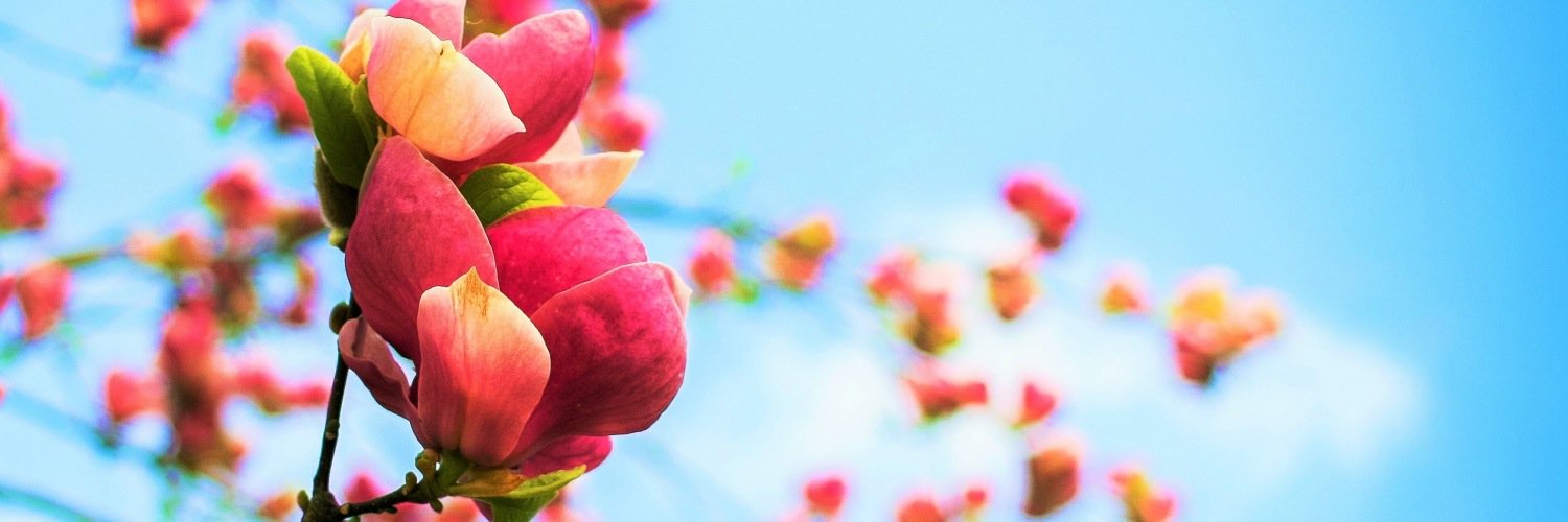 springtodaynl's profile banner image