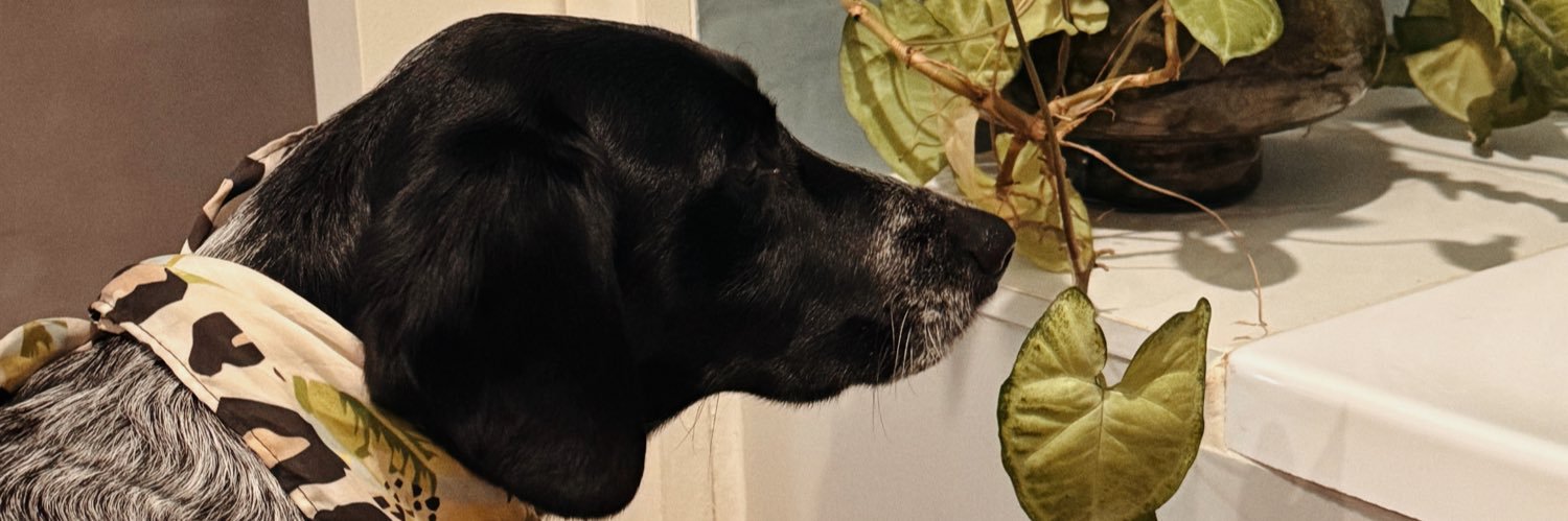 AGaggietta's profile banner image