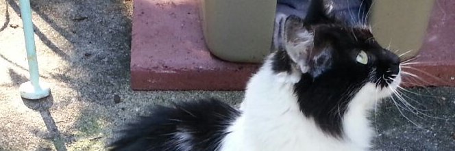 YepStillMe's profile banner image