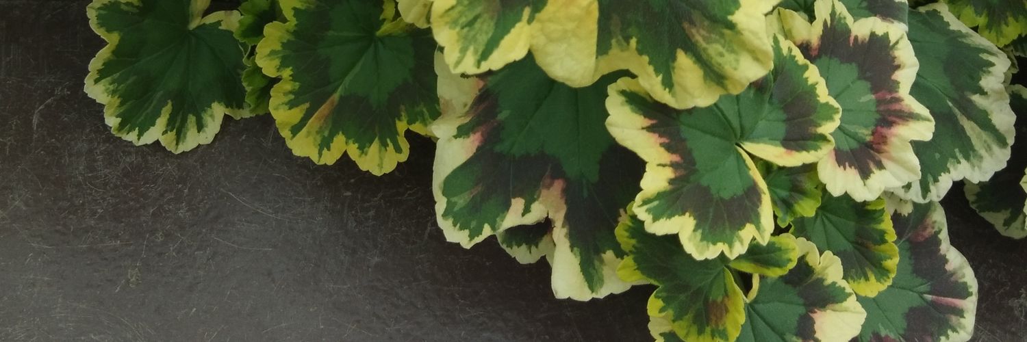 rachavadee's profile banner image