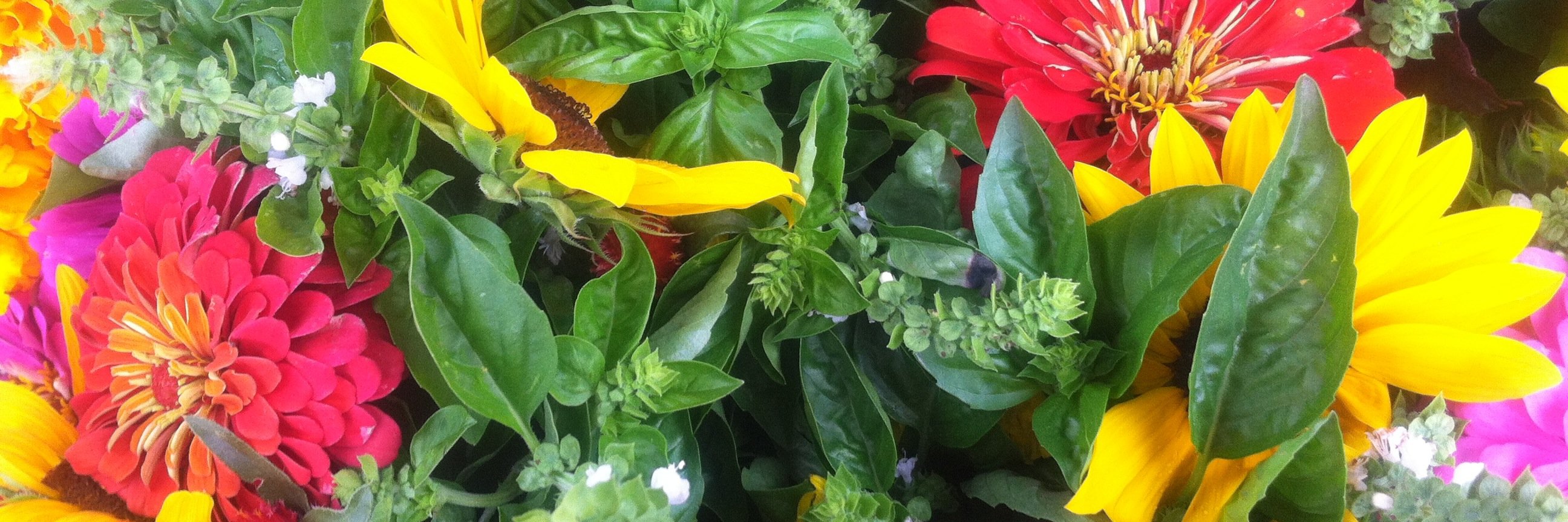 DowntownGrowerMarket banner