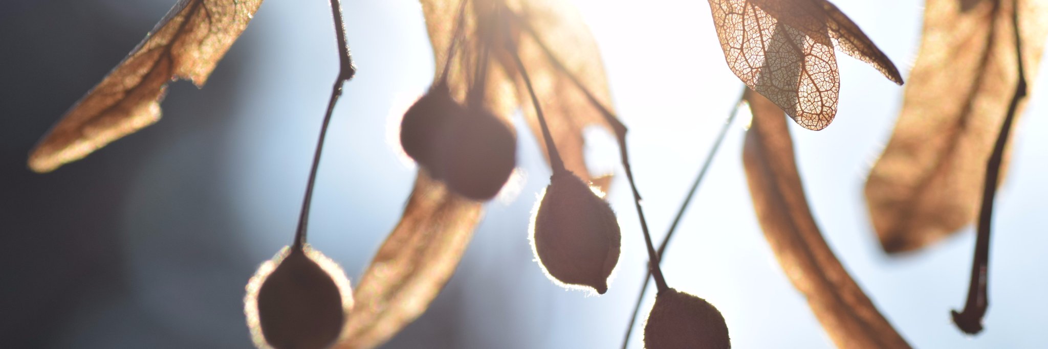 cassargoz's profile banner image