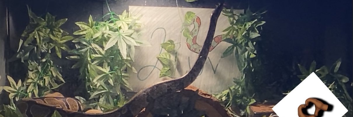 teraneeka_'s profile banner image