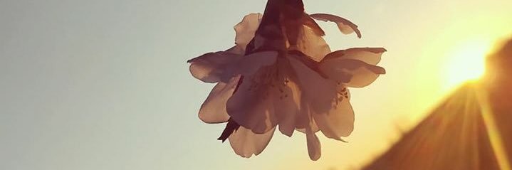 JosefaNavarrol's profile banner image