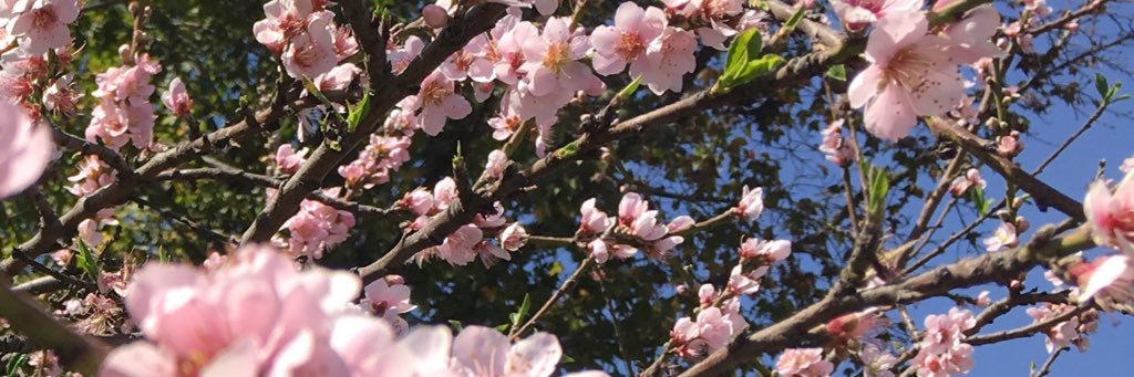 Maria Marván Laborde banner