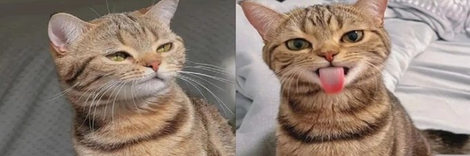 reynally 🐱 banner