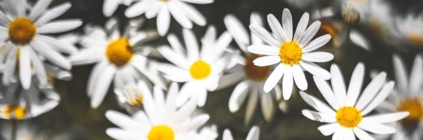 NatuMatamala's profile banner image