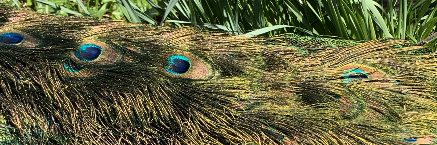 Abigail McWhinney banner