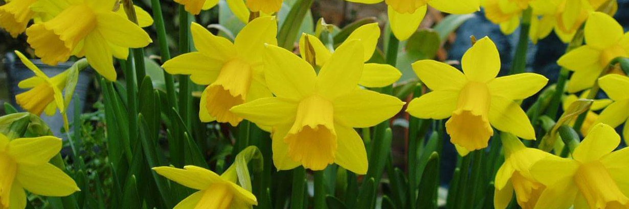 Amanda Thomas banner