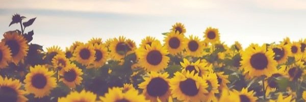 courtney herridge banner