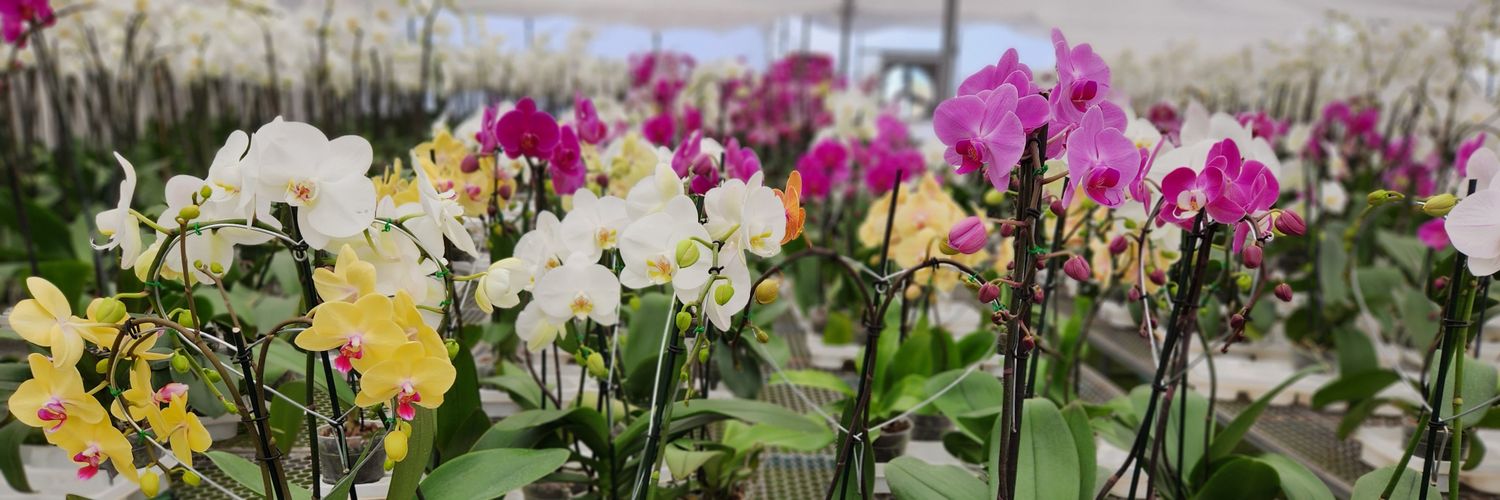 FlorVivero's profile banner image