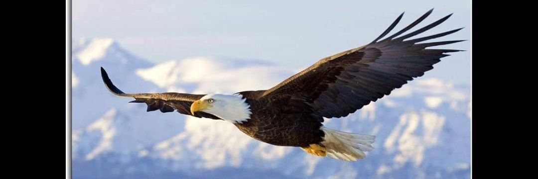 Fernando™ 🦅 banner