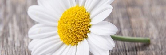 trinaa's profile banner image
