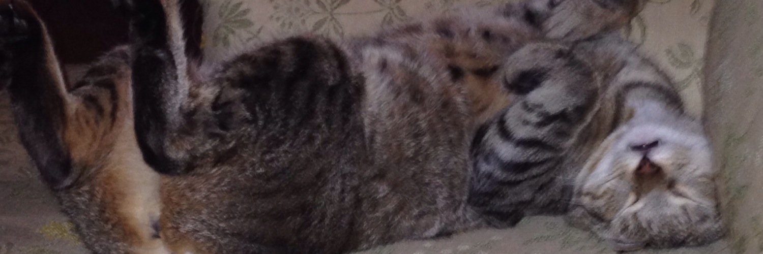 KerriConnolly2's profile banner image