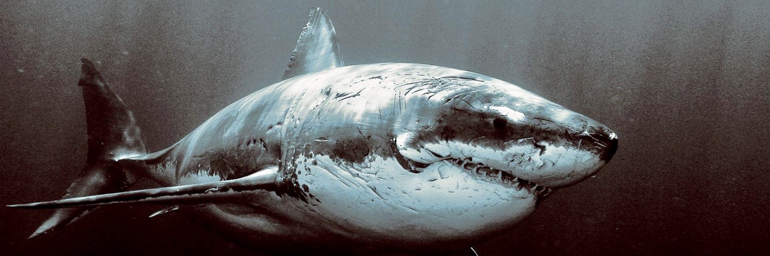 shark_zones's profile banner image