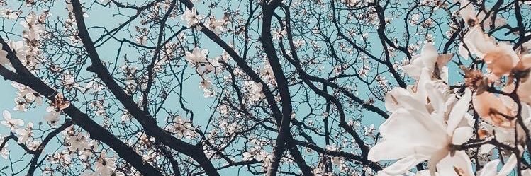 araeliza's profile banner image