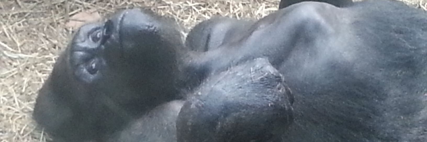 BridgetLoder's profile banner image