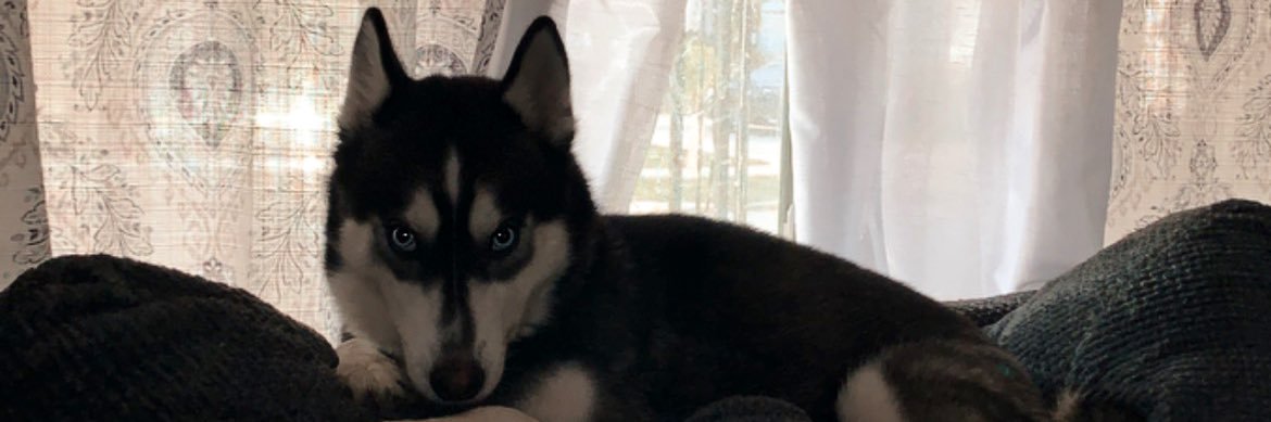Dani✨ banner