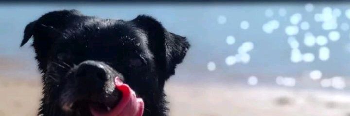 Yami_Schaab's profile banner image