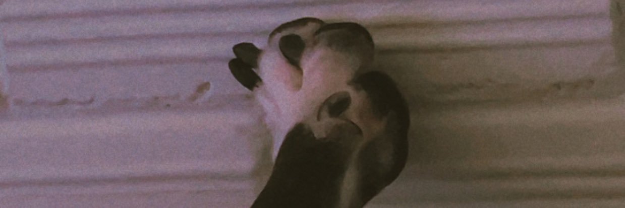 notheaslan's profile banner image