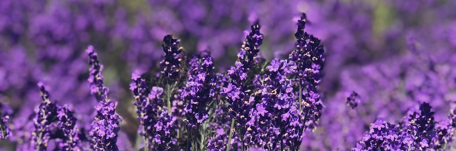 amandaricee's profile banner image