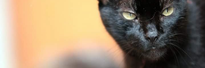 ca_gona's profile banner image