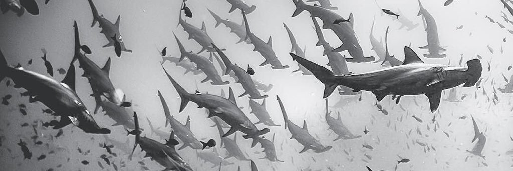 huntercreckpipe's profile banner image