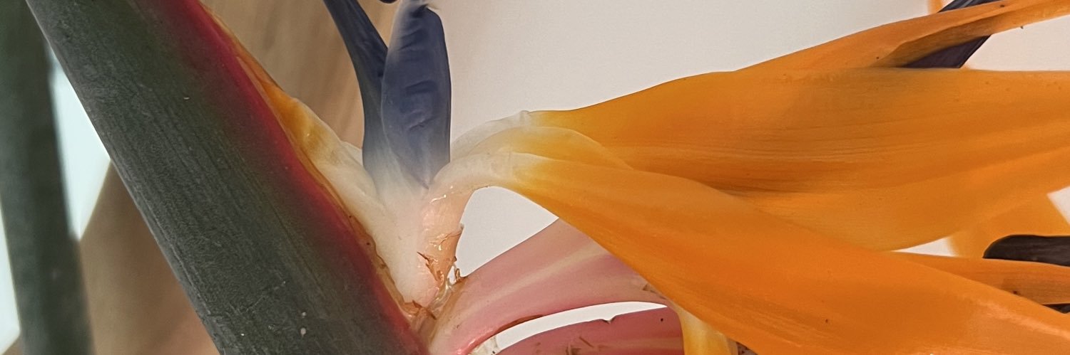 Still_Stoked's profile banner image
