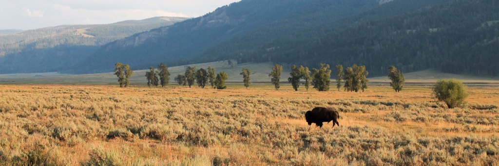 Matthew Mailloux banner